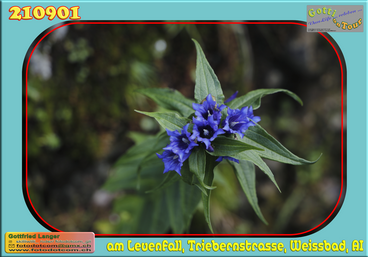 210901 Blume 01.png